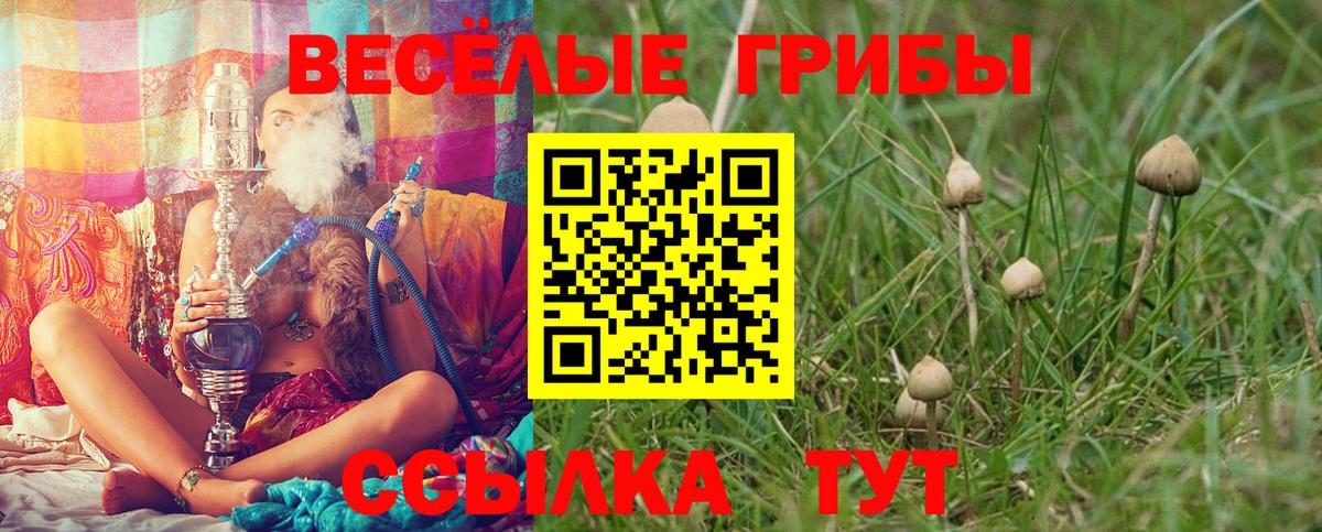 Псилоцибиновые грибы Psilocybe Нефтекумск